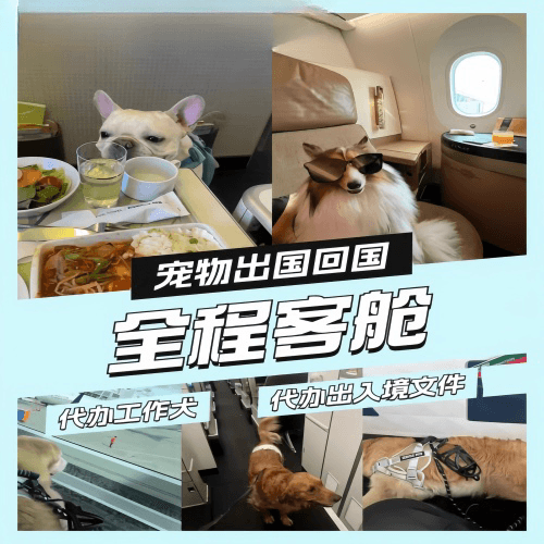 山东省宠物托运到白俄罗斯宠物入境规定和要求